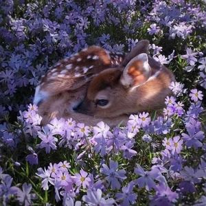 Meet your Posher, Painty